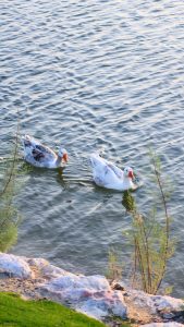 البط الخبر بحيرة “بحيرة البط”